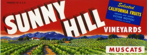 Sunny Hill
